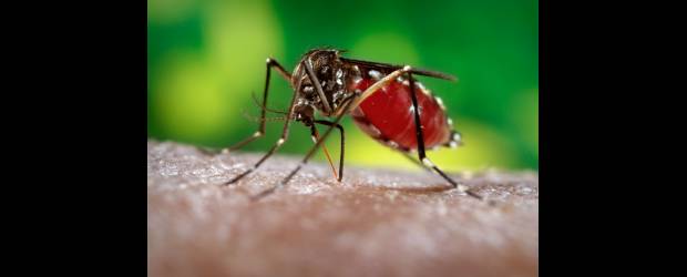El mosquito del dengue vuela hasta la Florida | Archivo | La presencia del mosquito responsable del dengue preocupa a las autoridades sanitarias de la Florida.