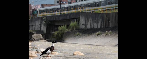 Pepe llaman al pato que habita en el río Medellín | Donaldo Zuluaga | Algunos patos recorren en su migración alrededor de ocho mil kilómetros. En el río Medellín se han encontrado otros animales como iguanas.