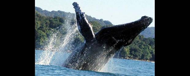 Se impuso amenaza contra las ballenas | Archivo | Cada año, las costas del Pacífico colombiano reciben la visita de miles de ballenas jorobadas o yubarta que viajan miles de kilómetros en busca de aguas cálidas para parir sus crías. Muchas comunidades de Colombia y otros países de Latinoamérica se benefician económicamente con el arribo de los cetáceos.