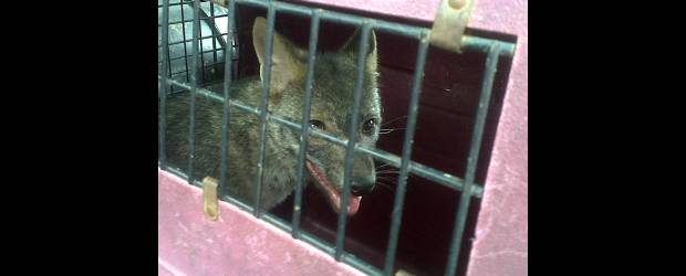 Cayó viejo zorro que rondaba en el Parque Norte | Cortesía Adriana Garnica | Este zorrillo, considerado el papá de una manada que ambula por el Parque Norte, fue atrapado y liberado en una zona de reserva de Envigado.