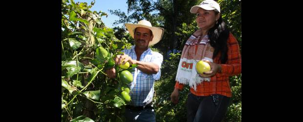 Con asistencia técnica se fortalecerá el agro nacional | Archivo | Los pequeños y medianos productores serán los beneficiados con los nuevos recursos para asistencia técnica.