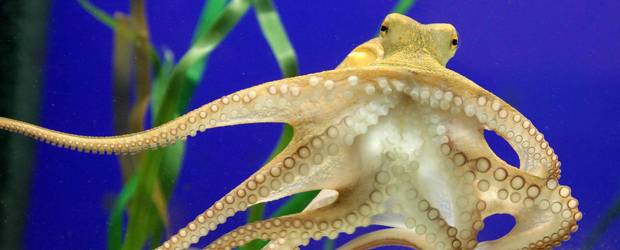 Paul II, el sucesor del profético pulpo Paul | Reuters | Una semana después del fallecimiento del animal que acertó en todos los resultados del Mundial, Paul II, procedente del sur de Francia, fue el elegido para ocupar la pecera del acuario de Oberhausen, en el oeste de Alemania.