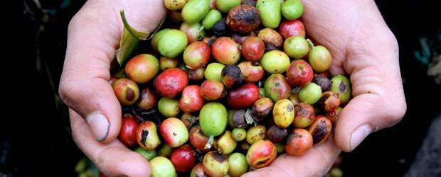 La cosecha de café subió en julio por cuarto mes consecutivo |