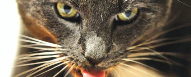 Ese gato sí sabe beber | Cortesía M. Pilotto-r. Stocker-p. Reis | La lengua la mueve a una altísima velocidad, metro por segundo, lo que muestra que la superficie de tensión del líquido no tiene un rol en la ingestión del agua, sino que dominan las fuerzas inerciales y la gravedad. En la foto, Cutta Cutta.