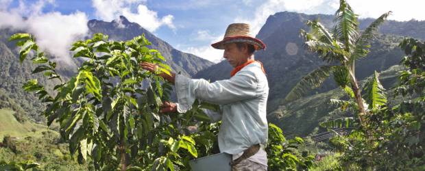 Exportaciones de café colombiano a Japón no se han visto afectadas | Archivo | La roya es una de las preocupaciones de los cafeteros.