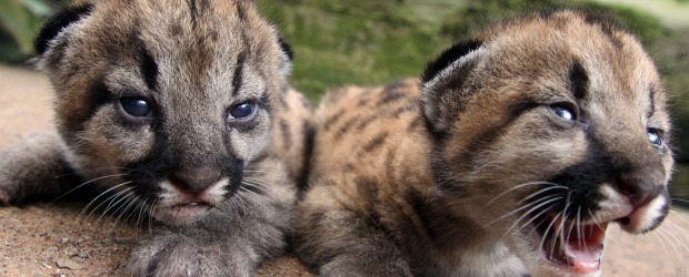Esos pumas de "peluche" ya se muestran fieritas | Fotos: Robinson Sáenz, Enviado Especial, Puerto Triunfo | El calor de Nápoles no parece suficiente para los cachorros que demandan la compañía de sus padres todo el tiempo. Alejados de ellos, exteriorizan su instinto salvaje, así no tengan dientes.