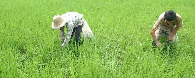 Gobierno autorizó la importación de 250.000 toneladas de arroz