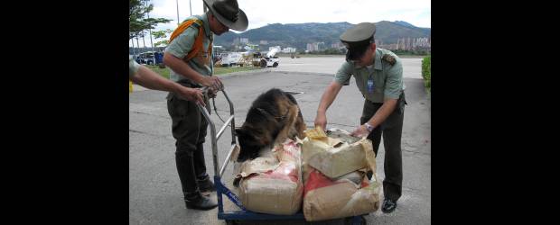 Hallan 50 kilos de droga en el Olaya | Cortesía | Gracias al olfato de Cafú se dio la alerta del contenido de los paquetes.