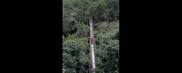 De cómo mantener la selva erguida | Hernán Vanegas | Los pastos han venido en aumento: 5.457 km2 más. Foto en la selva.