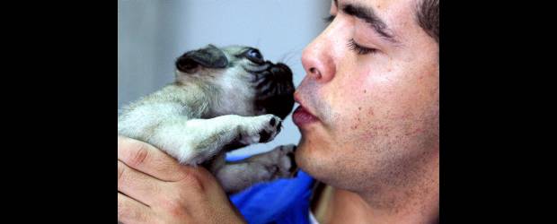 Cómo ser madre de un cachorro huérfano | Archivo | La edad mínima para separar un cachorro de su madre es 45 días. Aunque a los 30 pueda comer solo, en las dos semanas que siguen socializa con sus hermanos y eso lo hace más saludable. En la foto el veterinario Francisco Ochoa, de Kanú
