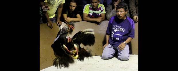 Hasta lo del arriendo se juega en la gallera | Julio César Herrera | Jhon Giraldo, un joven gallero y zootecnista, opina que en las corridas de toros el animal está en una desventaja grande frente al hombre y frente a las armas que utiliza. "En cambio, los gallos están en igualdad de condiciones, incluido su peso", dice.