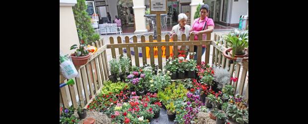 Hasta el centro se ve colorido | Juan Fernando Cano | Cercados, pero bien organizados, los viveros tienen una muestra, exposición y venta de los productos que ellos ofrecen: plantas. Las flores son las que más llaman la atención, pues toda la ciudad parece florecer por estos días