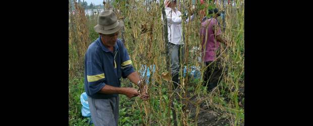 TLC impulsará las locomotoras | Archivo | Para la locomotora del agro, los profesores de Eafit señalan que se requiere una reforma estructural para demostrar competitividad y cumplir con el TLC.