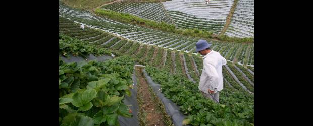 La agricultura en Colombia mira a la altillanura | Donaldo Zuluaga | Para extender la agricultura a otros territorios del país que por condiciones de suelos y climas no son aptos, es necesario usar otros métodos de siembra como las semillas intervenidas genéticamente y la biotecnología.