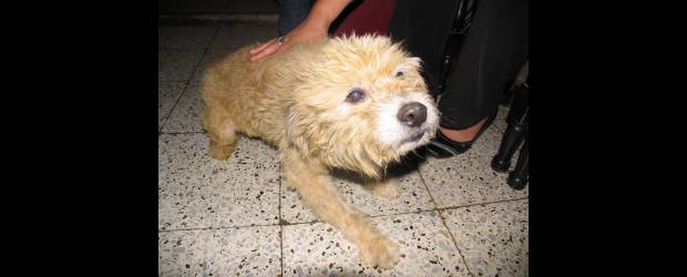 Mascota permitió descubrir homicidio | Rodrigo Martínez Arango | Gracias a Natacha, familiares encontraron el cadáver de Rosa Ángela.