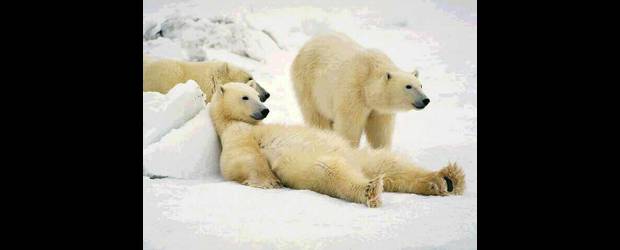 Hay osos que son más irlandeses que de Alaska | Cortesía | El clima está forzando la reunión de especies cercanas en diferentes sitios, arrojando un proceso de hibridación que modifica ciertos rasgos. Foto de osos polares.