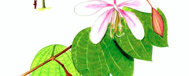 La Sociedad de Ornitología invita a sembrar árboles | | Especie nativa de Colombia que por estos días anda florecida. Sus hojas, flores y la corteza de la raíz tienen propiedades medicinales y sus raíces fijan nitrógeno.