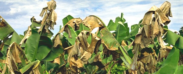 Grupo U. de A: la sigatoka a raya | Archivo | Ante el aumento de la sigatoka este año, se ha hecho un llamado a aplicar más fumigaciones al banano, con todo lo que implica.