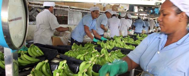 Los bananeros se oponen a marcha | Archivo | El gremio bananero apoya la ley de restitución de tierras, pero advierte sobre los riesgos de la marcha programada para el próximo sábado, 11 de febrero.