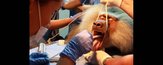 Dientes sanos a 3 especies | Manuel Saldarriaga | El papión sagrado macho es entubado para recibir la anestesia general. Este primate, originario de África, tiene grandes colmillos y es agresivo.
