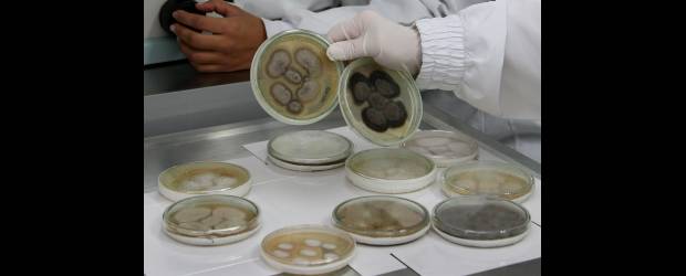 Tuberculina hecha en Medellín | Juan Antonio Sánchez | En el Instituto Colombiano de Medicina Tropical se cultivan diferentes hongos de interés médico e investigativo. El que provoca la esporotricosis es uno de ellos. El ICMT es un centro de investigación de categoría excelencia.