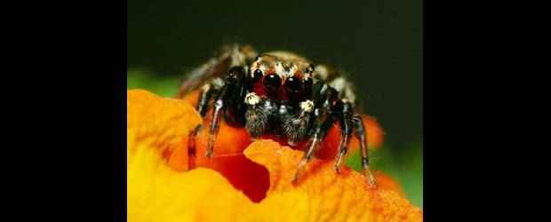 Encuentro fatal bajo el olor de pies sudados | Cortesía | Fotografía de Evarcha culicivora, una araña saltadora que como otras de su género se alimenta con moscas. El hallazgo que se hizo de su atracción por el olor humano para encontrar su presa, debería ser aprovechado, según algunos expertos, para analizar su uso como control de la transmisión de la malaria.