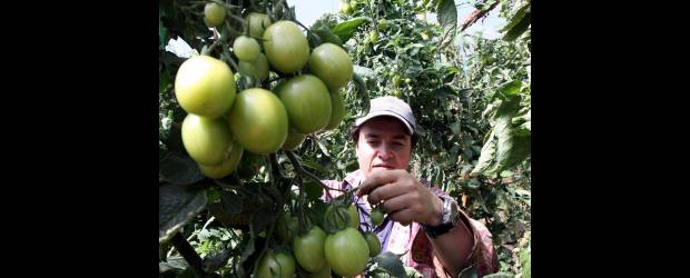El tomate irrumpe en tierra papera | Julio César Herrera, Enviado Especial, La Unión | Sistema de producción de hortalizas bajo condiciones protegidas, es el nombre del proyecto que abre una línea diferente a la tradicional de la papa.