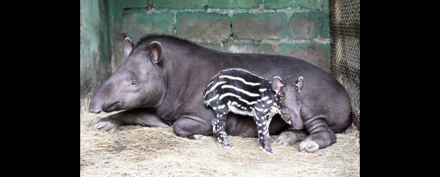 El Zoo busca el nombre del pequeño tapir | Juan Fernando Cano | La cría, que nació hace diez días, ya desarrolló la trompita y es bastante curiosa. A medida que crezca perderá las rayas y los lunares.