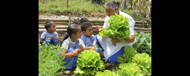 Maná es ejemplo de gestión para el mundo | Archivo | El departamento, reconoce Magnolia Giraldo, ha mejorado en seguridad alimentaria, pero quedan grandes retos, como atender otro tipo de poblaciones, como adolescentes y adultos mayores. Además, intervenir la malnutrición y la obesidad. En la imagen, huerta escolar en Yalí.