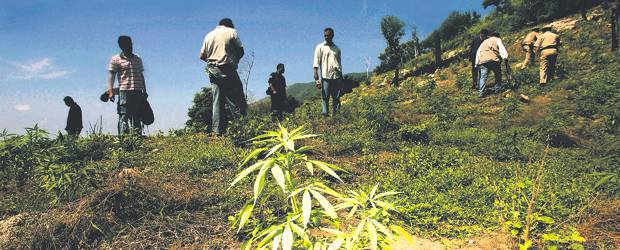 Ecuador dijo que en frontera colombiana hay 35.000 hectáreas de coca | Archivo | Ecuador reconoció que las Farc están vinculadas al negocio de la droga.