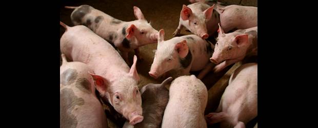 No hay que chuzar más los cerdos | Archivo | Mario Peña González, coordinador de los programas sanitarios de la especie porcina del ICA, estimó que en Colombia existen alrededor de 3.900.000 cerdos. La idea es aumentar esa cantidad por las oportunidades de crecimiento que tiene la comercialización de la carne porcina.