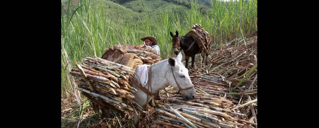 Vegachí se ingenia plan más dulce para la caña | Donaldo Zuluaga, Vegachí | En las 150 hectáreas sembradas de caña del Trapiche Caña Dulce, unas 30 personas desempeñan diferentes labores para mantener el negocio a flote. Los paneleros de Vegachí están esperanzados en el proyecto de la Alcaldía.