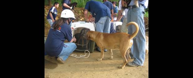 Mascotas también sufrieron la tragedia | Gustavo Ospina Zapata | Fue triste el momento cuando Engañao fue metido en el guacal, tanto que hasta los perros amigos se arrimaron a darle su despedida. Ocurrió lo mismo con varias decenas de animales en La Gabriela.