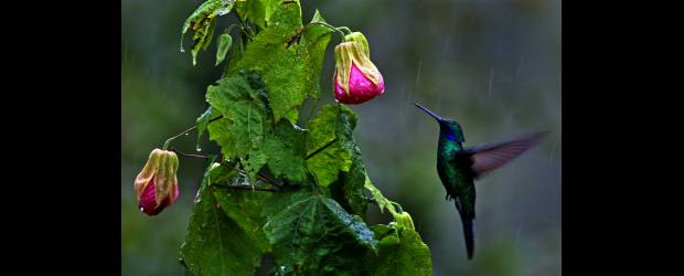 Sorpresas en el Valle del Cocora | Henry Agudelo | Los paisajes y la presencia de muchas especies de animales son atractivos del Cocora. Los colibríes, por ejemplo, liban el néctar de la flor en presencia de los visitantes. Acá abundan estos pájaros. En Acaime, a 5 kilómetros por un sendero se ven hasta 8 especies. La palma de cera completa la belleza de la región quindiana.