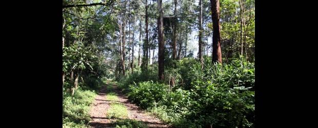 Una frontera llenará de verde El Poblado | Julio César Herrera | Se espera que el Parque Ambiental La Frontera sea un espacio para el encuentro y el contacto con la naturaleza. En la imagen inferior se observa el diseño del sector de los módulos culturales.