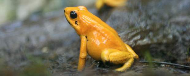 México, Colombia y Perú, países con más lugares con especies amenazadas | Archivo | Uno de los paraísos naturales con más especies en peligro es el parque de la Sierra Nevada de Santa Marta, donde doce entran en la categoría.