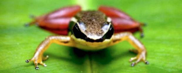 Tres nuevos tipos de ranas fueron hallados en Colombia | Cortesía | Rana cohete.