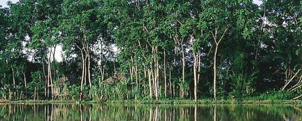 Parque Nacional Natural Los Katíos figura en la lista del patrimonio en peligro | Archivo | El parque fue declarado en 1994 Patrimonio Natural Mundial por la Unesco.