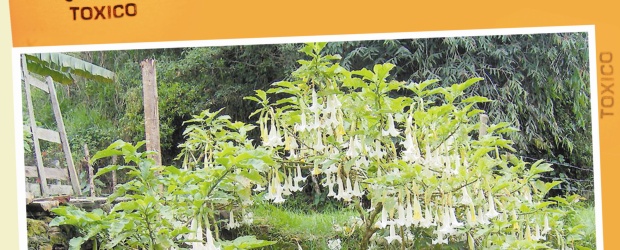 Probar de todo no es buena idea | Archivo | El cacao sabanero es una planta silvestre, que se encuentra en los climas templados y fríos, por lo que es común hallarlo en varios de los paisajes de la región. De éste se extrae la escopolamina.