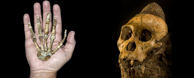 Hallan ancestro de los humanos | Mano de hembra adulta de A. sediba, probable ancestro nuestro. Foto de Peter Schmid, cortesía Lee Berger y la Universidad de Witwatersrand. A la derecha, cráneo de un joven A. sediba. Foto de Brett Eloff, cortesía de Lee Berger y U. de Witwatersrand.