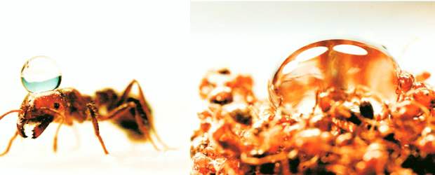 Hormigas: chachas pa' nadar | Cortesía | Distintos aspectos de las hormigas. Parecen sentir cuándo alguna sale por alguna razón de la parte superior, para remplazarla de inmediato por una de abajo.