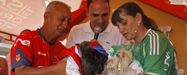 Cleopatra y Medallo, boda que da ejemplo | Esteban Vanegas | El alcalde de Bello, Óscar Andrés Pérez, hizo de notario y garante de que Cleopatra y Medallo Quinta Estrella deberán respetarse y amarse hasta la muerte. Igual que deberían hacer los hinchas de Nacional y Medellín. Una invitación a que el fútbol se vuelva a gozar en familia.