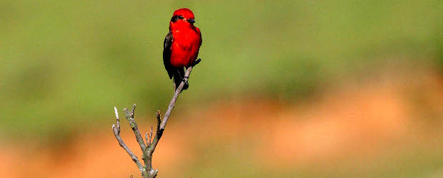 Para que en su finca sobren pájaros |