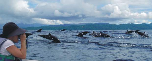 Es hora de gozar con los delfines | Cortesía César Isaza | Los delfines Stenella longirostris, más conocidos como tornillo por los giros que dan en el aire cuando saltan, son los más comunes en grupos de hasta 500.