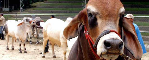 Gira por la salud rumiante | Archivo | Informes sobre las inscripciones en www.colbuiatria.org. buiatriacolombia1@gmail.com. Teléfono en Bogotá 1 - 236 25 86.