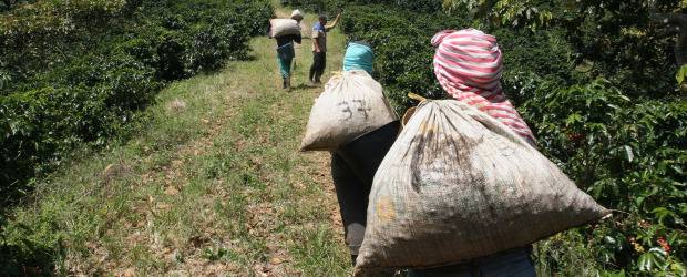 Renovación de cafetales, un compromiso | Donaldo Zuluaga | La renovación de los cafetales, para aumentar la productividad y estimular el consumo interno de café, son dos de los retos que enfrenta el sector.