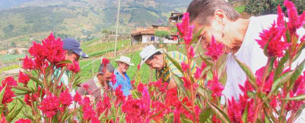 La muerte húmeda de las plantas | Archivo | El Jardín Botánico ofrecerá cursos de jardinería en julio.