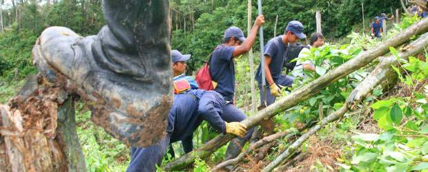 Lucha antidrogas, a revisión | Archivo | En los últimos diez años las hectáreas de cultivo de coca han disminuido en un 60 por ciento en el país según el Gobierno Nacional. En 2010, en actividades de erradicación manual y aspersión se intervinieron 145.732 hectáreas.
