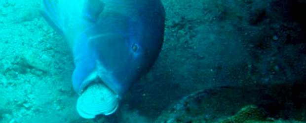 Este pez sí sabe para qué es su cabeza | Cortesía Macquarie U. | En la secuencia se ve cómo el pez coge y lanza la concha para abrirla. Jane Goodall describe el uso de herramientas como el uso de un objeto externo como una extensión funcional de la boca o la mano para alcanzar un objetivo.