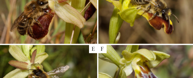 El insecto que le hace el amor a una orquídea | Cortesía | En la imagen tomada del paper en el journal, se aprecia el acercamiento de la abeja y su cópula con la flor, la manera como la planta asegura su éxito reproductivo. Las orquídeas son conocidas por diversas trampas para llamar la atención de sus polinizadores.